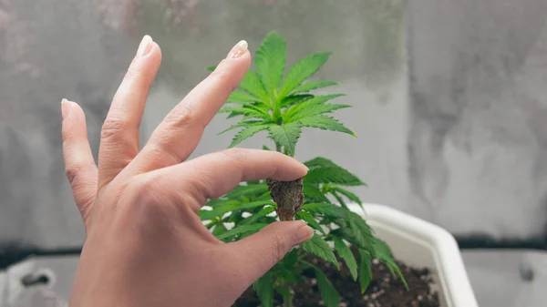 La persona tiene en sus manos cogollos de marihuana medicinal. Marihuana —  Fotos de Stock