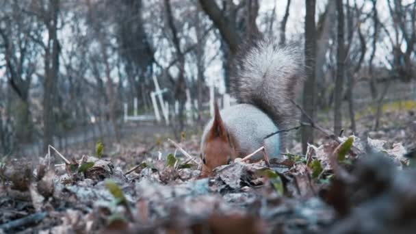 Ζωντανή Σκοποβολή Σκίουρος Τρώει Ξηρούς Καρπούς Στο Δάσος Χειρός Γυρίσματα — Αρχείο Βίντεο
