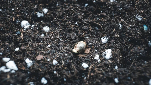 A plantar sementes de marijuana no chão. Cannabis crescendo indoor — Fotografia de Stock