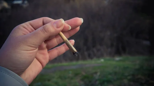 A pessoa segura maconha medicinal na mão . — Fotografia de Stock