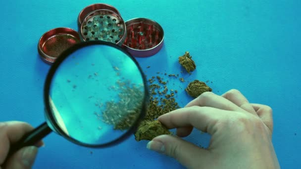 Osoba Která Dívá Lékařskou Marihuanu Zvětšovací Sklenicí Bruska Marihuana Jsou — Stock video