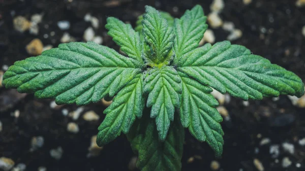 Sprout of medical marijuana plant growing indoor. — Stock Photo, Image