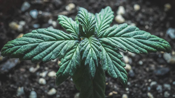 Sprout of medical marijuana plant growing indoor.