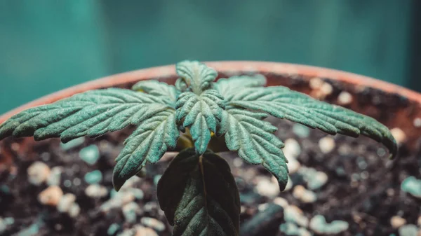 Brote de planta medicinal de marihuana cultivada en interiores . —  Fotos de Stock