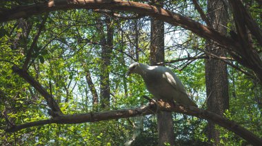 23.04.2019 - Kiev, Ukrayna. Botanik Bahçesi th merkezinde