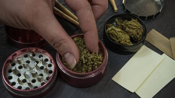 Χόρτο μαριχουάνας στο χέρι των θηλυκών. Μπουμπούκια μαριχουάνας στο Γκριντ — Φωτογραφία Αρχείου