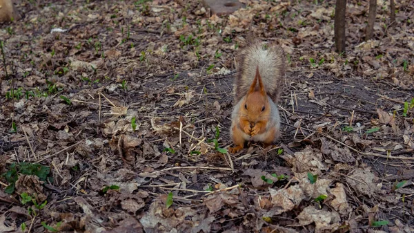 Vadon élő mókus mogyorót eszik az erdőben, közelkép. — Stock Fotó