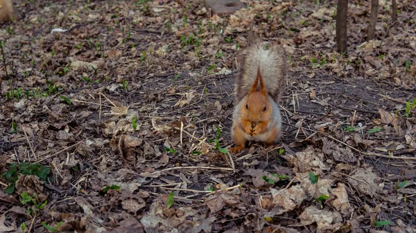 Wild squirrel eating nuts in the forest, close-up. — Stock Photo, Image