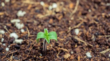 Kapalı, yakın çekim büyüyen marihuana bitki filizi. 