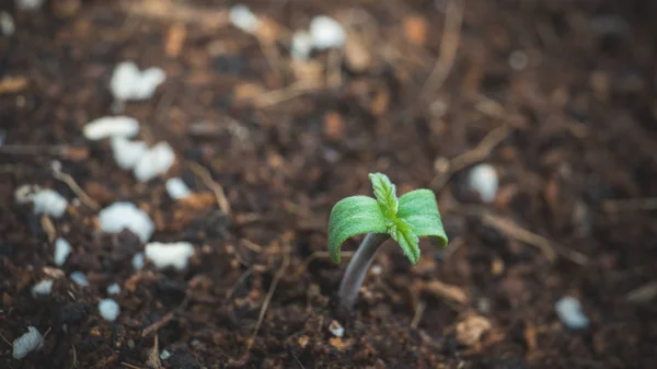 Sprout of marijuana plant growing indoor, close-up.