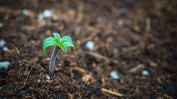 Sprout of marijuana plant growing indoor, close-up.