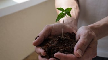 Genç kişi elinde tıbbi marihuana filiz tutun.