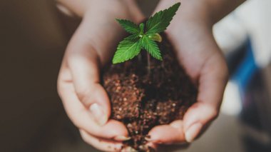 Genç kişi elinde tıbbi marihuana filiz tutun.