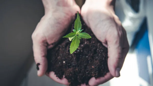 The young person hold in his hand sprout of medical marijuana. — Stock Photo, Image