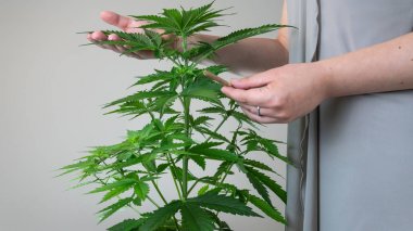 Tıbbi marihuana bitkisi kapalı büyüyen. C yakın kadın yetiştirici