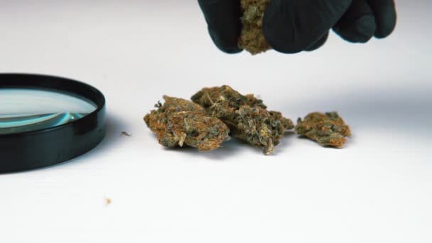 Brotes Marihuana Medicinal Lupa Mesa Blanca Cannabis Primer Plano Mano — Vídeos de Stock