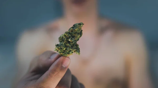 Młoda osoba trzyma pąki medyczne marihuany w ręku. — Zdjęcie stockowe