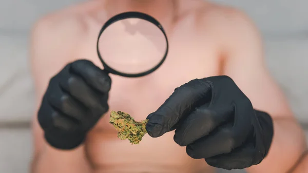 El joven mira el cannabis con lupa y se aferra a él —  Fotos de Stock