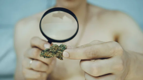 O jovem olha para a cannabis com lupa e segura em hi — Fotografia de Stock