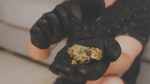 De jonge persoon kijkt naar cannabis met Vergrootglas en houdt in Hi — Stockfoto