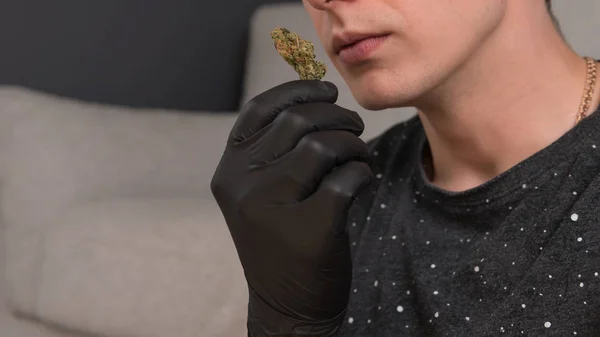 El joven tiene en la mano cogollos de marihuana medicinal. Cannab —  Fotos de Stock