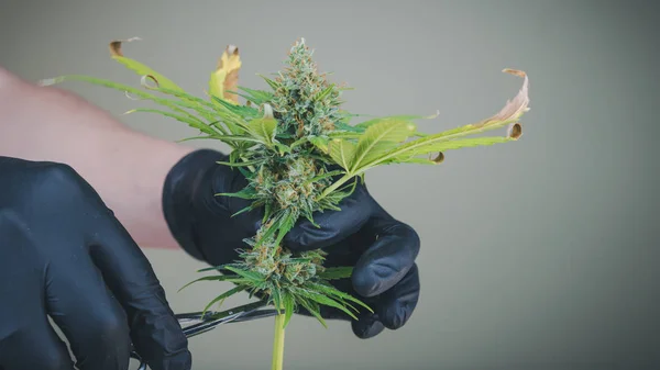 Die Person mit den schwarzen Handschuhen schneidet medizinisches Marihuana. — Stockfoto