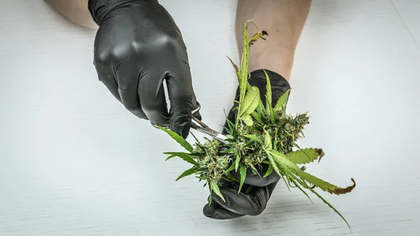 Die Person mit den schwarzen Handschuhen schneidet medizinisches Marihuana. — Stockfoto