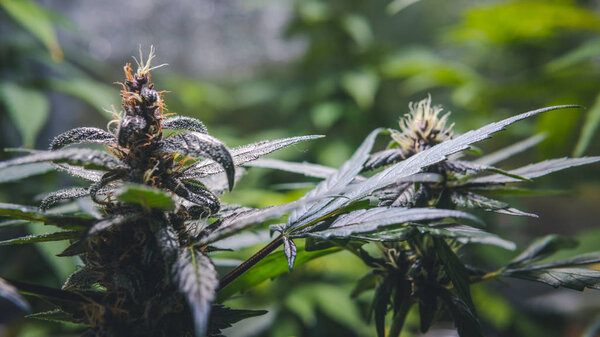 Медицинское растение марихуаны растет в помещении. Цветение конопли бу

