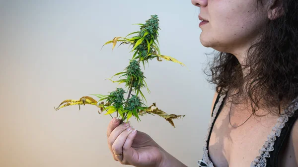 O jovem segura em sua mão botões de maconha loucos, perto - — Fotografia de Stock