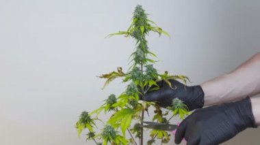 elinde tıbbi marihuana bitki, yakın çekim genç kişi kırpma. Taze kenevir tomurcukları, hasat. Esrar bitkisel ilaç bir kavramdır.