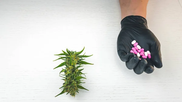 The person holds in his hand pills, medical marijuana buds are o