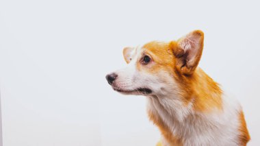 Beyaz bir arka plan üzerinde sevimli köpek Corgi Pembroke portresi. H