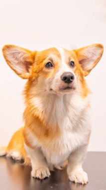 Beyaz bir arka plan üzerinde sevimli köpek Corgi Pembroke portresi. H
