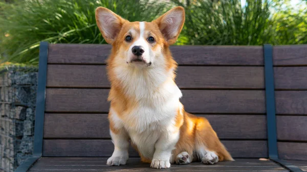 Portrait of a Cute Puppy Corgi Pembroke on the bench in the park — Stock Photo, Image