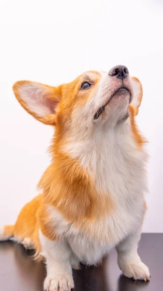 Portrait of a Cute Puppy Corgi Pembroke on a white background. H — Stock Photo, Image
