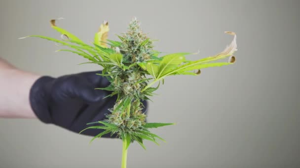 Close Persons Hands Black Gloves Cuts Hemp Plants Harvest Crop — Stock Video