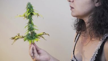 Marihuana tomurcukları koklayan genç kişi, yakın çekim. Kapalı alanda yetişen kenevir bitkisi. Kenevir bitkisel ilaç bir kavramdır