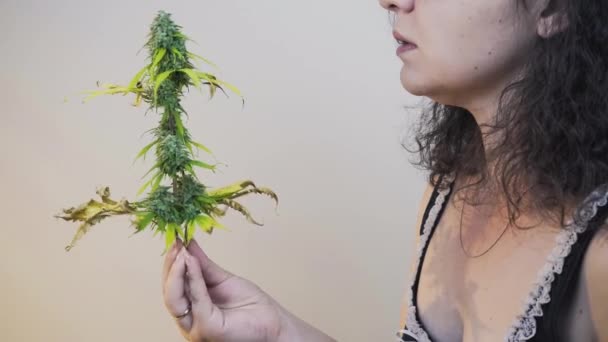 Joven Olfateando Brotes Marihuana Cerca Planta Cannabis Creciendo Interiores Cáñamo — Vídeos de Stock