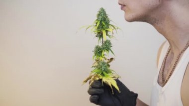 Marihuana tomurcukları koklayan genç kişi, yakın çekim. Kapalı alanda yetişen kenevir bitkisi. Kenevir bitkisel ilaç bir kavramdır