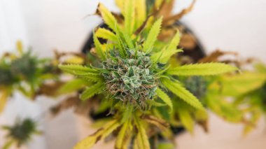 Kenevir bitkilerinin taze hasat yakın çekim. Esrar hasadı p