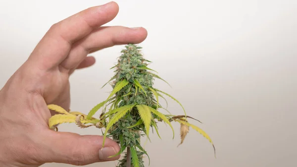 Close-up of persons hands holding fresh harvest of hemp plants.