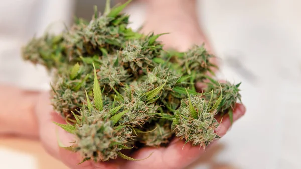 Close-up of persons hands holding fresh harvest of hemp plants.