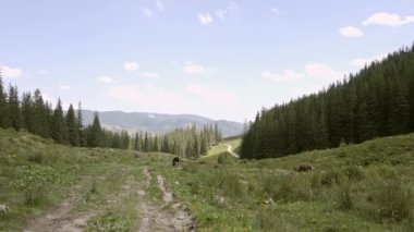 Dağlardaki yeşil bir çayırda otlayan inekler. İnekler taze yeşil ot yiyor. Organik süt, tarım endüstrisi, tarım ve hayvancılık üretimi kavramları