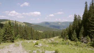 Dağlardaki yeşil bir çayırda otlayan inekler. İnekler taze yeşil ot yiyor. Organik süt, tarım endüstrisi, tarım ve hayvancılık üretimi kavramları