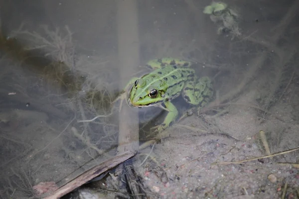 Frog Floating Water — Stock Photo, Image