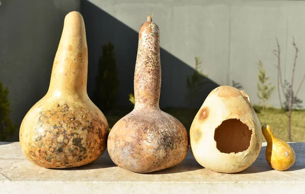 Calabazas Secas Diferentes Tamaños — Foto de Stock