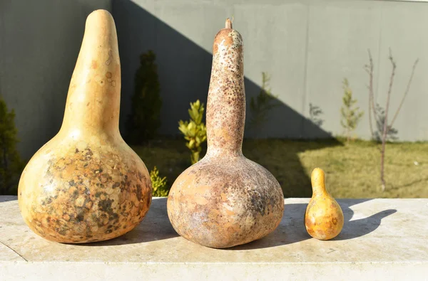 Calabazas Secas Diferentes Tamaños — Foto de Stock