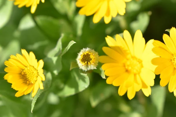 Flores Amarelas Primavera 2019 — Fotografia de Stock