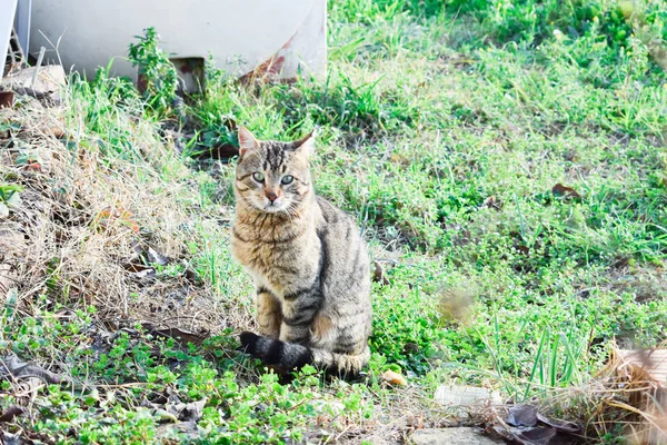 Katze Sitzt Auf Gras — Stockfoto