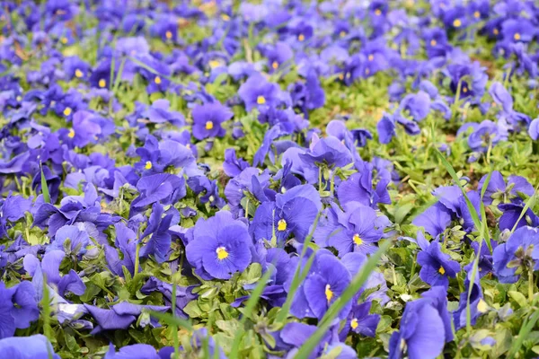 Flores Púrpuras Fondo Primavera —  Fotos de Stock